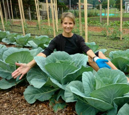 gardener showing off some healthy sized cabbage